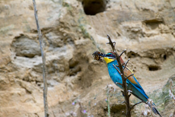 bee eater