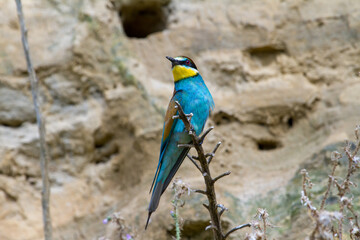 Bee-eater