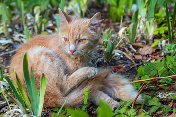 Cute red kitten with orange eyes and pink nose, hiding in green grass in the garden. Stray cat. 
