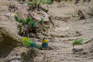 young bee-eater