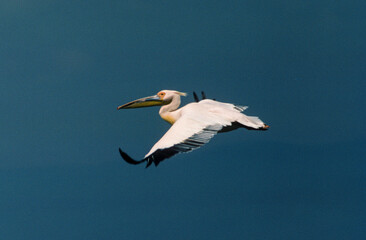 Pélican blanc,.Pelecanus onocrotalus, Great White Pelican, Parc national de Nakuru,  Kénya