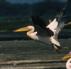 Pélican blanc,.Pelecanus onocrotalus, Great White Pelican, Parc national de Nakuru,  Kénya