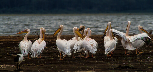 Pélican blanc,.Pelecanus onocrotalus, Great White Pelican, Parc national de Nakuru,  Kénya