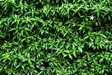 Backdrop of green leaf in the garden