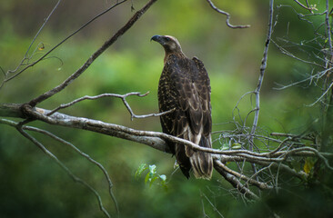 Pygargue de Madagascar,.Haliaeetus vociferoides, Madagascan Fish Eagle, Madagascar