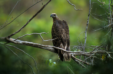 Pygargue de Madagascar,.Haliaeetus vociferoides, Madagascan Fish Eagle, Madagascar
