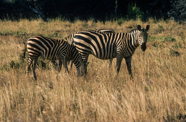 Obraz na płótnie Canvas Zébre de Grant, Equus burchelli grant, Parc national de Masai Mara, Kenya
