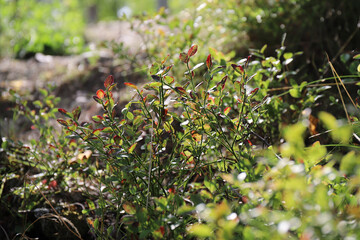 young blueberry bushes grow in a sunny forest