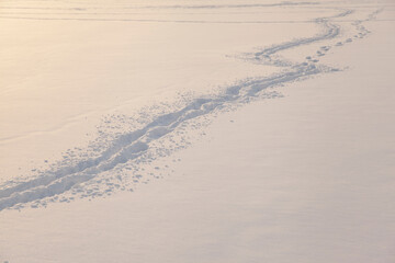 human footprints in the fresh snow
