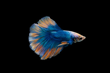 Fototapeta premium Colorful Betta, pla-kad (biting fish) Thai; Halfmoon blue and orange betta isolated on black background
