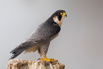 Peregrine Falcon, Falco peregrinus, perched on a rock