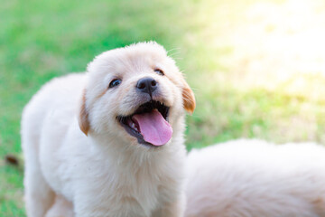 Golden retriever puppy smiling in a beautiful garden blur