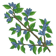 Haskap berries and leaves. Blue sweetberry honeysuckle branch. Lonicera caerulea. Ripe plant. Hand drawn color sketch. Vector illustration.