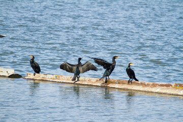 Cormorants sunbathing