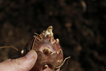 planting jerusalem artichoke