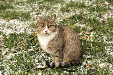 Naklejka na ściany i meble striped domestic cat sitting on the grass with snow.