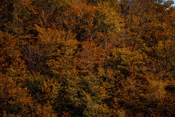 Autumn colors