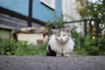 A stray cat sits near the windows with a scratched face