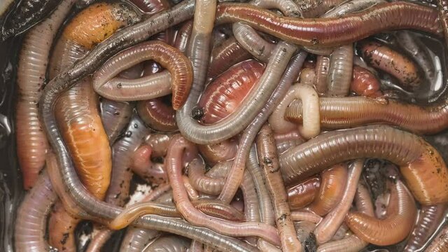 Many earthworms crawling togather closeup footage