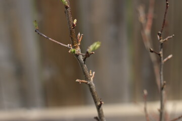 Dry branch with leaf buds