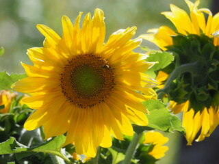 flor de multiples petalos color amarillo y pipas marrones y verdes con abeja, la coruña, españa, europa