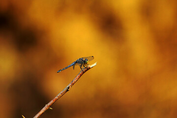 Dragonfly macro view photography