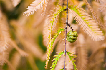 Metasequoia glyptostroboides tree, autumn and fall tree close-up in Tsinandali