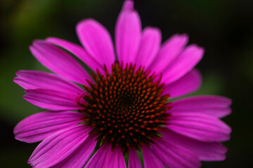 The flower with purple petals was shot in macro style on a blurry green background. A rich, bright photo was made for your design.