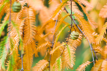 Metasequoia glyptostroboides tree, autumn and fall tree close-up in Tsinandali