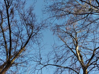 The tops of the trees against the blue sky