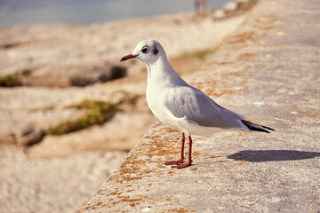 Mouette debout de profil . © Richard