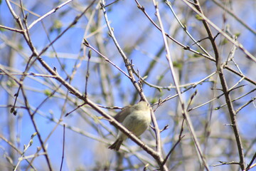 Obraz premium birds of canada