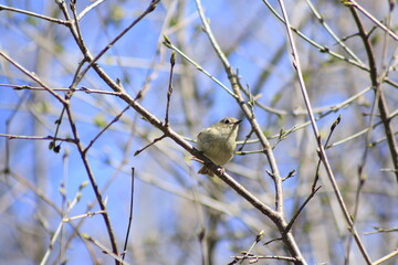 Obraz premium birds of canada