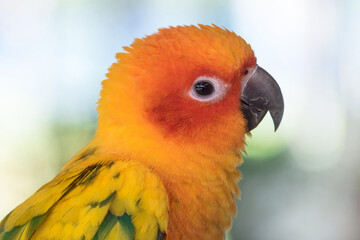 Head shot of colorful love bird on nature