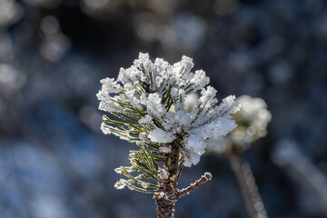 Frost bite on pine branch, winter, cold freezing season