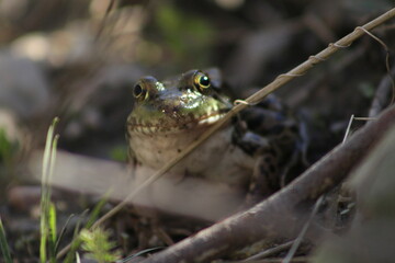 Obraz premium spring sightings in canada