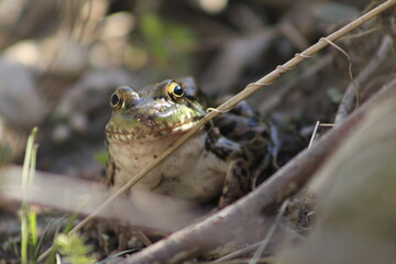 Obraz premium spring sightings in canada