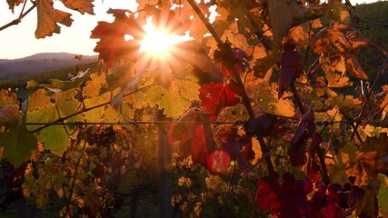 The sun's rays illuminate the colorful leaves of the Chianti vineyards in the autumn season. Chianti Classico area near Florence, Tuscany. Italy.