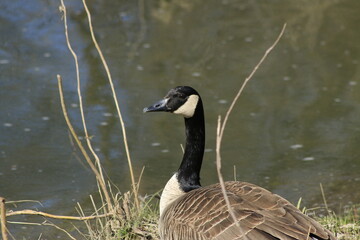 Obraz premium bird portraits