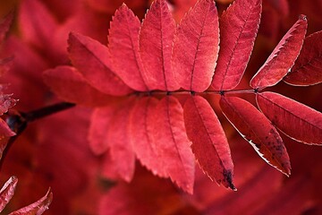Fototapeta premium close up of red leaf