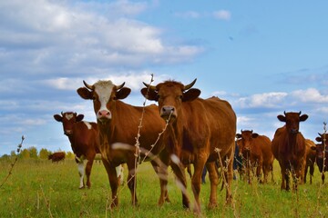 Naklejka na ściany i meble cows in the field