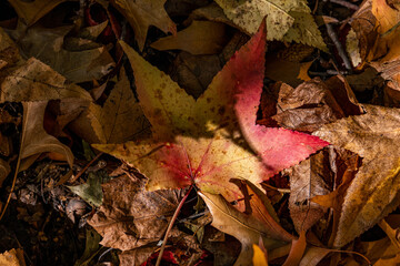 New York City - USA - Oct 31 2020: Beautiful Foliage Colors of New York Central Park