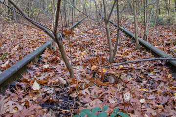Trees growing between disused train tracks covered by dry leaves, Old Iron Rhine railway (IJzeren Rijn), cloudy autumn day in the Meinweg nature reserve in Middle Limburg, the Netherlands
