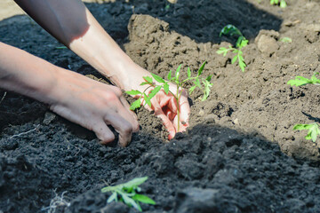 The girl plants a tomato seedling with her hands in the ground.