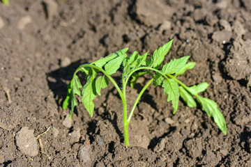 small tomato seedling in the ground