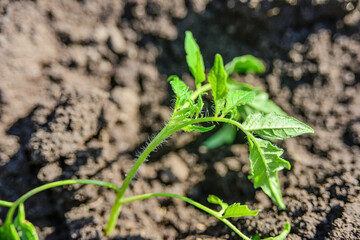 small tomato seedling in the ground