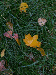 autumn leaves on grass, yellow and orange leaves and absolutely green grass