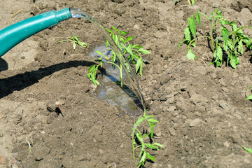 The girl pours already planted tomato seedlings with a watering can.