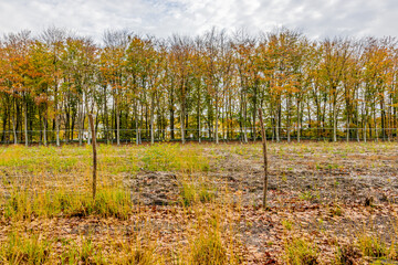 Plain with wild green grass with a fence with wire and wooden posts, autumn trees with golden, yellow and green leaves in the background in the Meinweg nature reserve in Middle Limburg, Netherlands