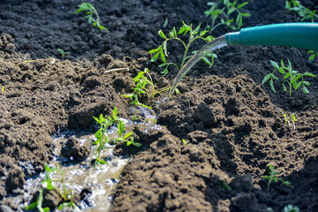 The girl pours water on several tomato seedlings.